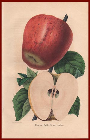 stampa antica pomme belle fleur