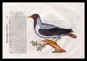 stampa antica ornithologia