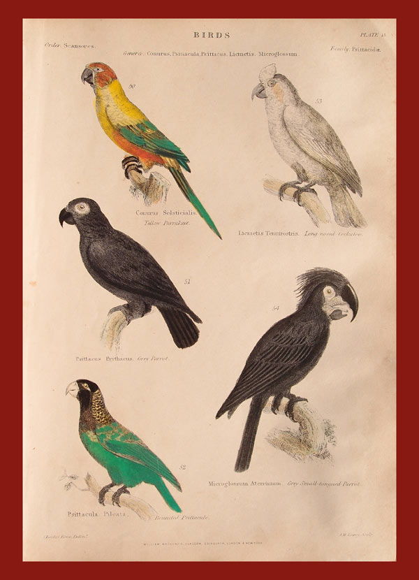 stampa antica pappagalli