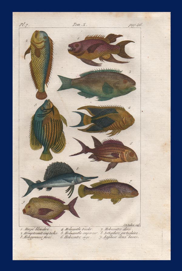 stampa antica pesci angelo