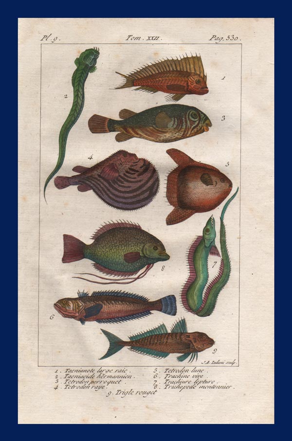 stampa antica pesce triglia