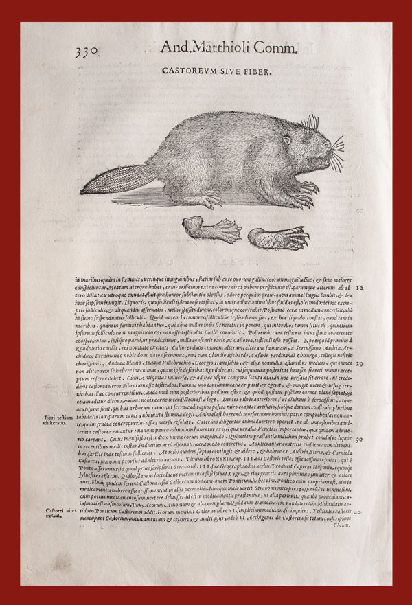stampa antica castoro