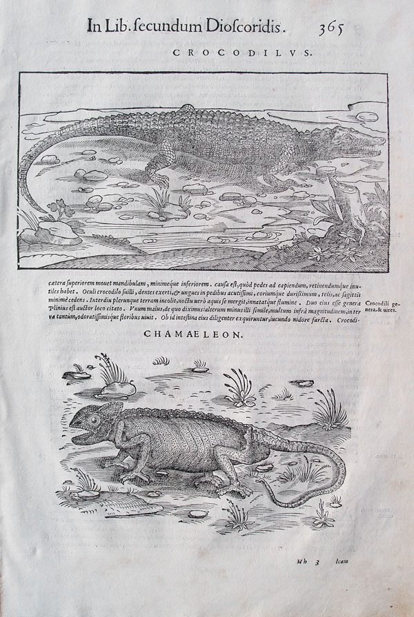 stampa antica coccodrillo mattioli