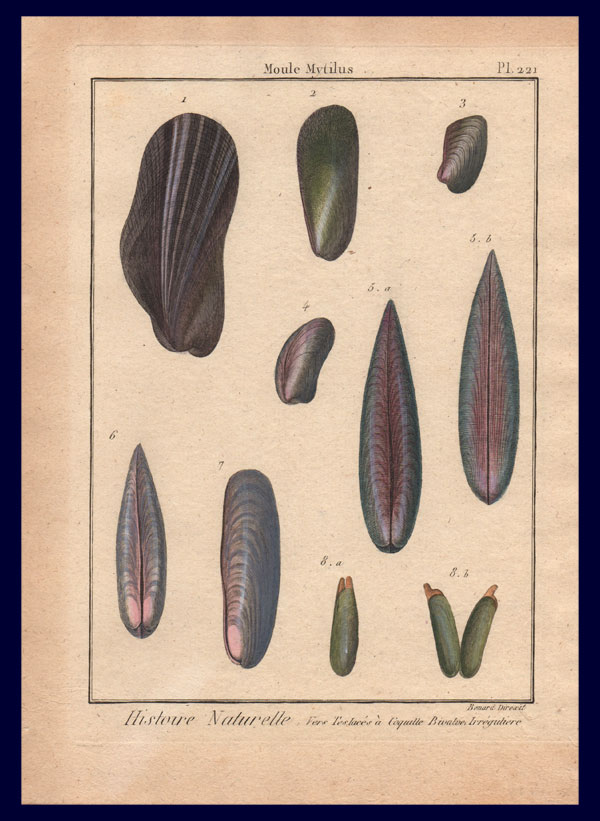 stampa antica mitili