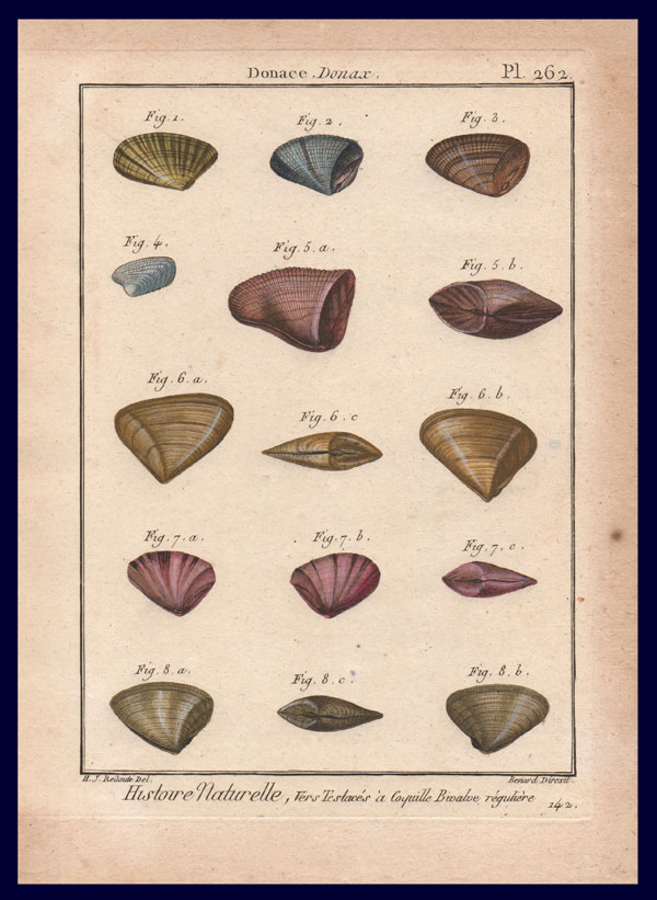 stampa antica conchiglie donacidi