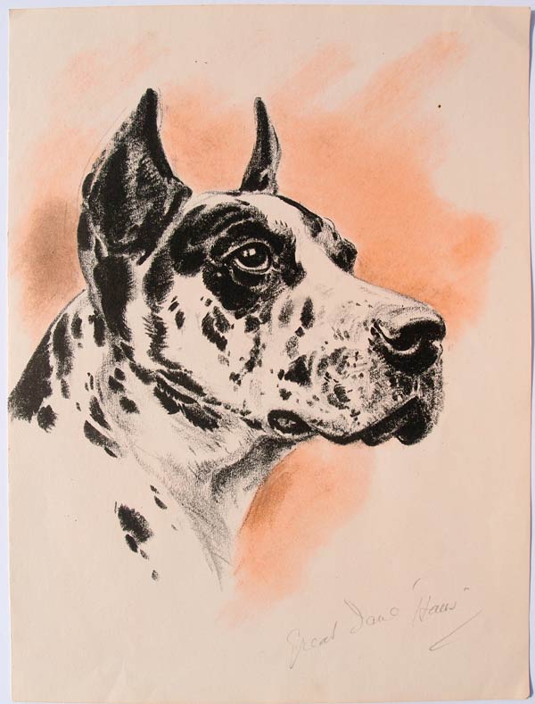 stampa antica cane alano