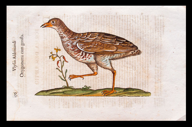 stampa antica quaglia aldrovandi