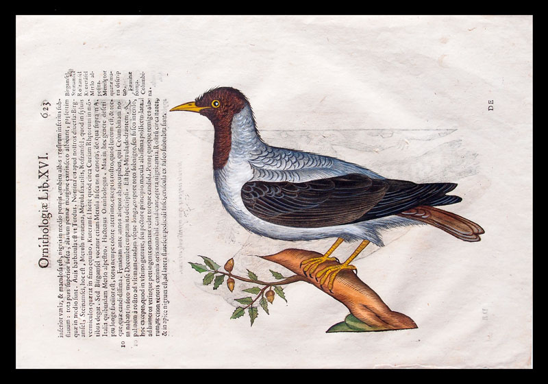 stampa antica merlo collare