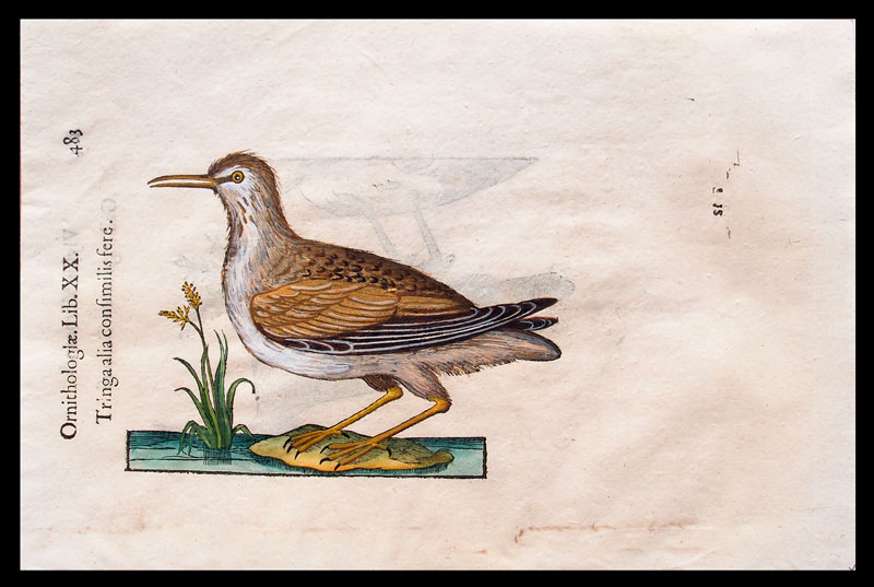 stampa antica piro piro