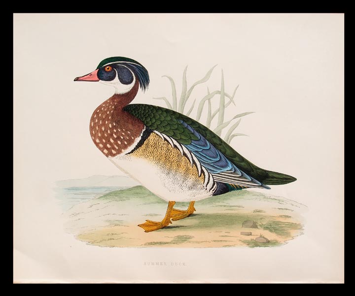 stampa antica anatra sposa