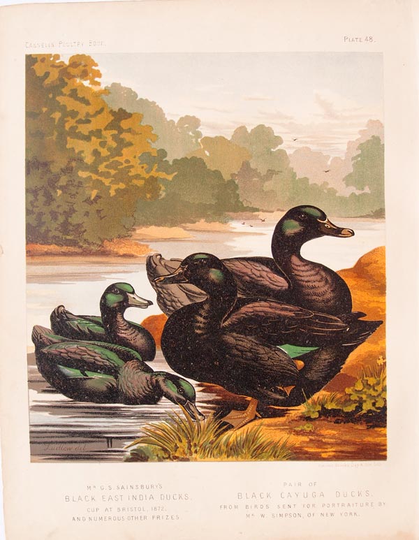 stampa antica anatra smeraldo