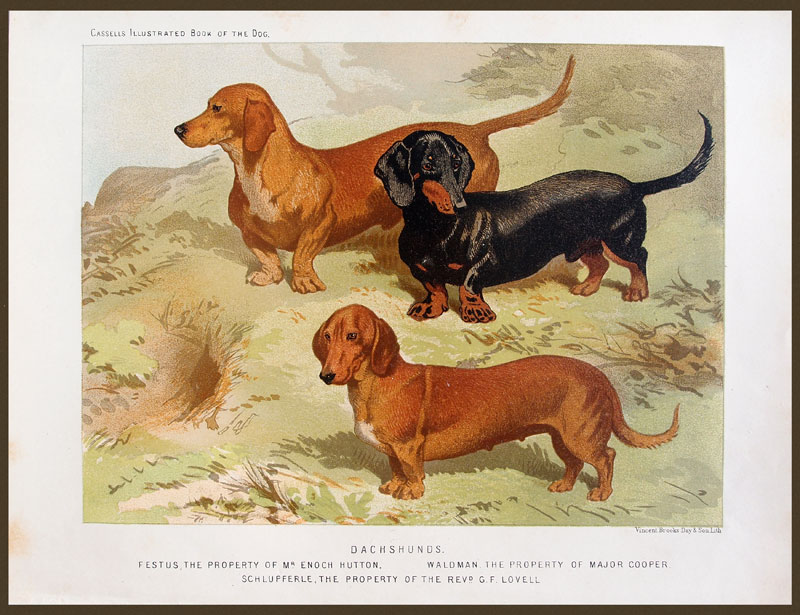 stampa antica cani bassotti