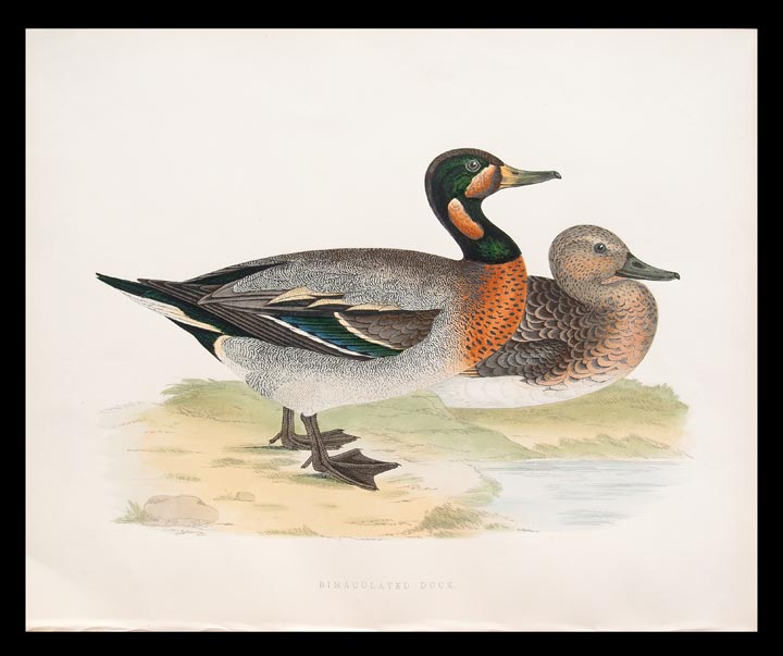 stampa antica bimaculated duck