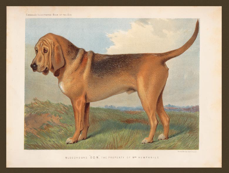 stampa antica cane bloodhound