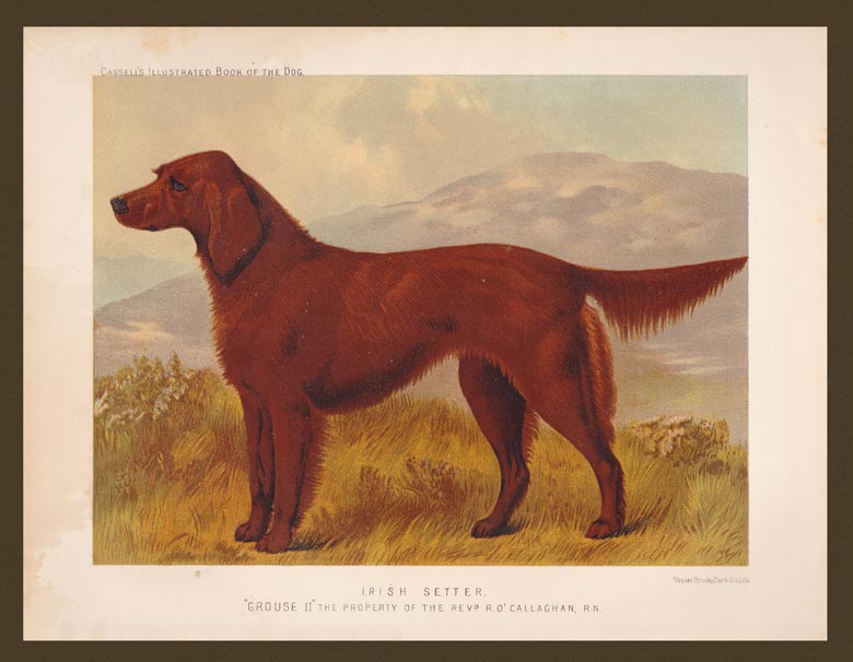 stampa antica cane irish setter