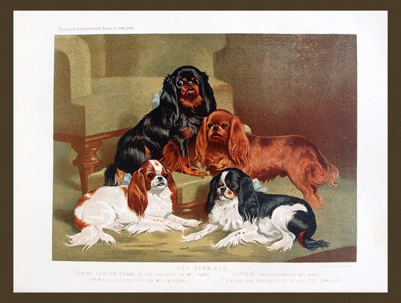 stampa antica cani toy spaniels