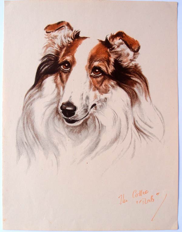 stampa antica cane collie