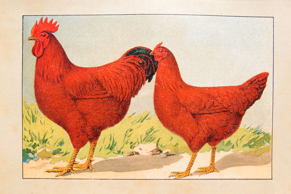 stampa antica gallo stati uniti