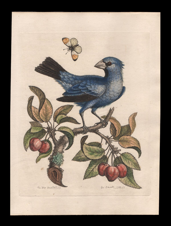 stampa antica frosone blu brasile