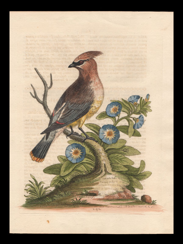stampa antica beccofrusone edwards
