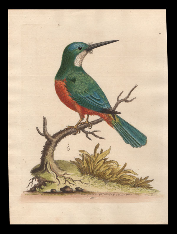 stampa antica uccello foreste america