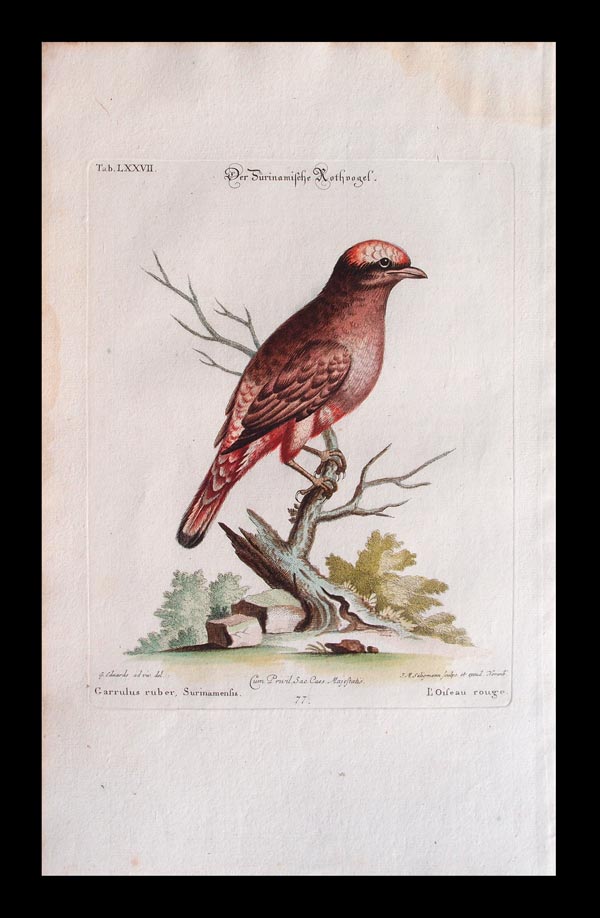 stampa antica uccelli cotinga