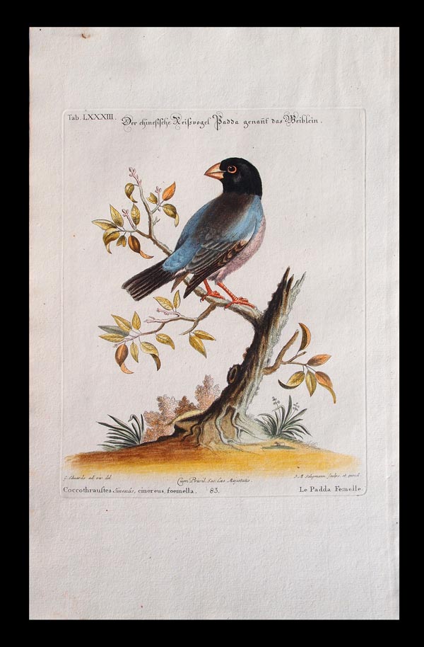 stampa antica uccello fringuello