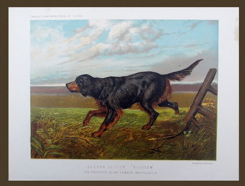 stampa antica cane gordon setter