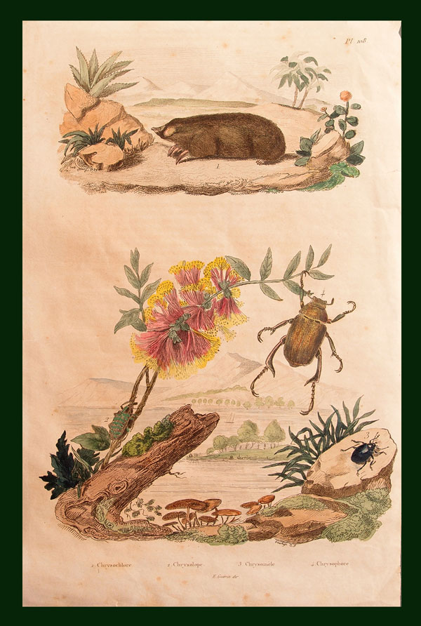 stampa antica scarabeo