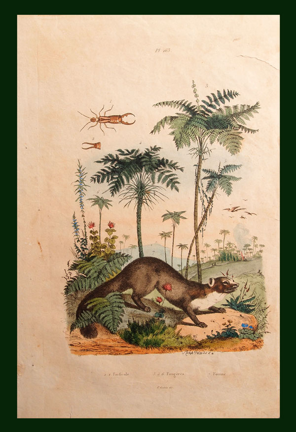stampa antica faina