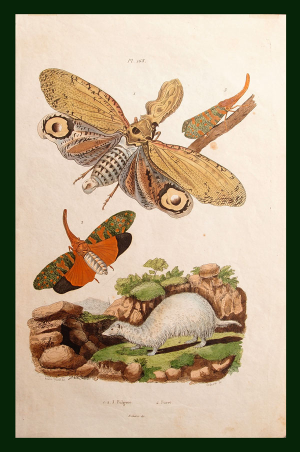 stampa antica furetto
