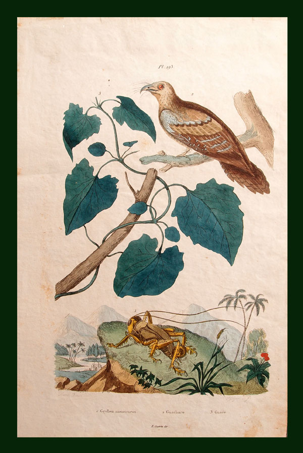 stampa antica guaciaro
