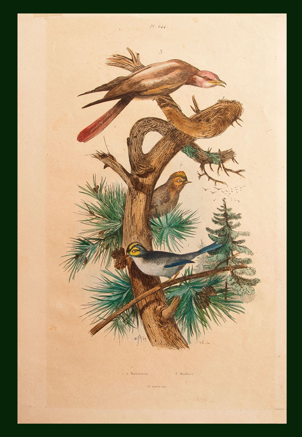 stampa antica regoli