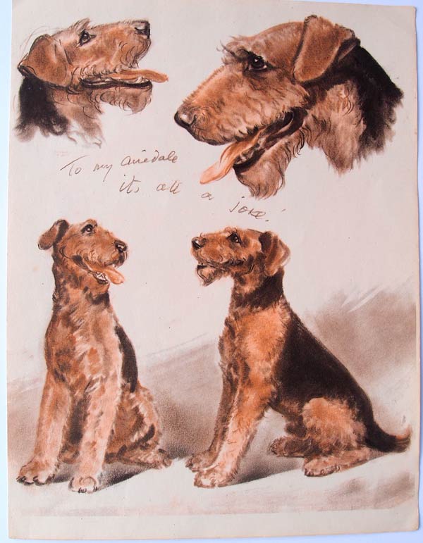 stampa antica airedale terrier