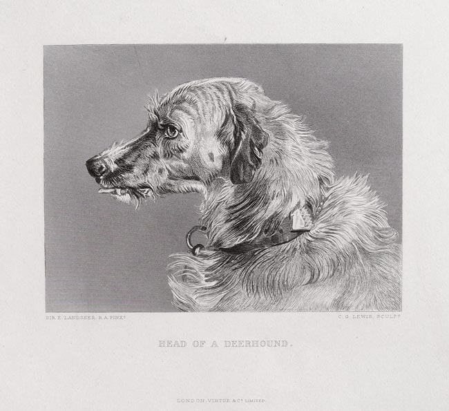 stampa antica con cane levriero scozzese