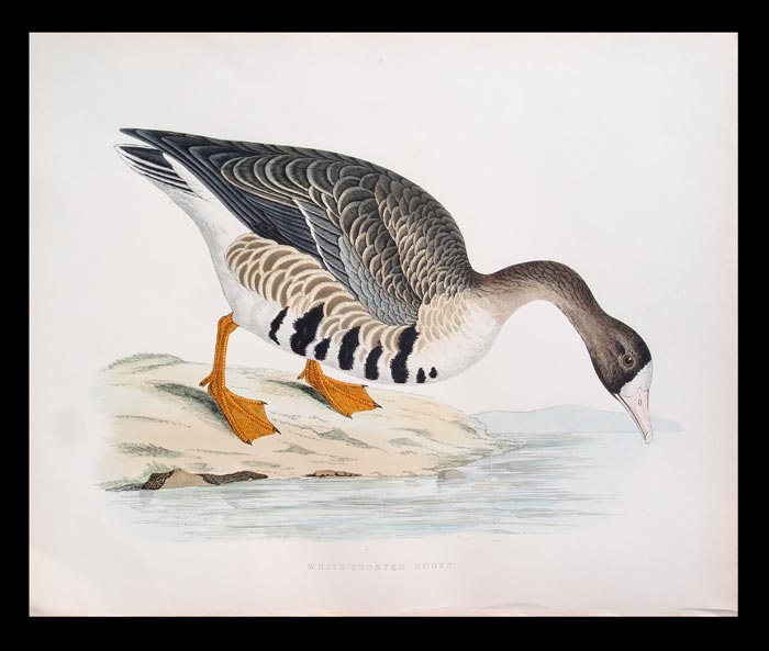 stampa antica oca lombardella