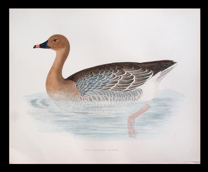 stampa antica oca pink-footed