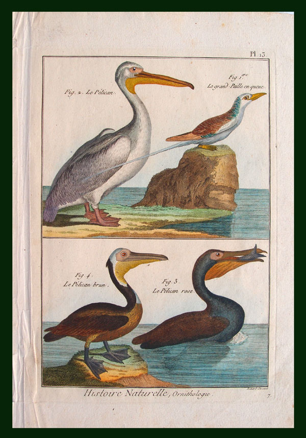 stampa antica pellicani
