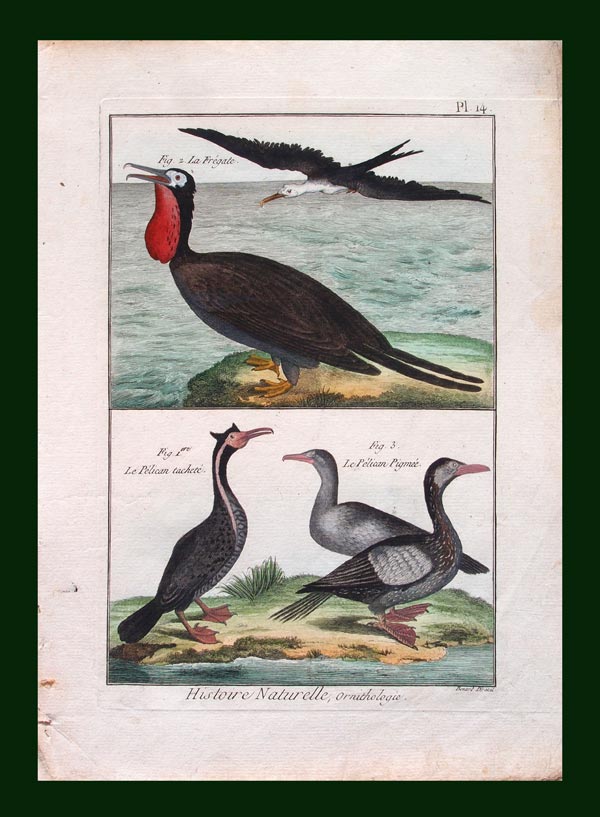 stampa antica uccelli marini