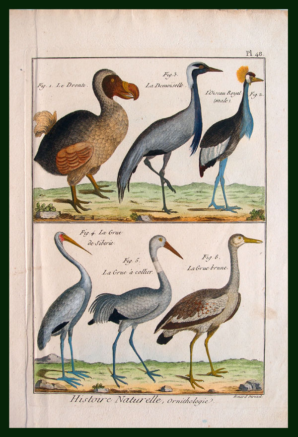 stampa antica uccelli dodo