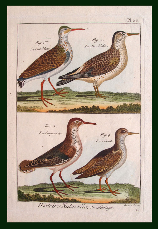 stampa antica uccelli bonnaterre