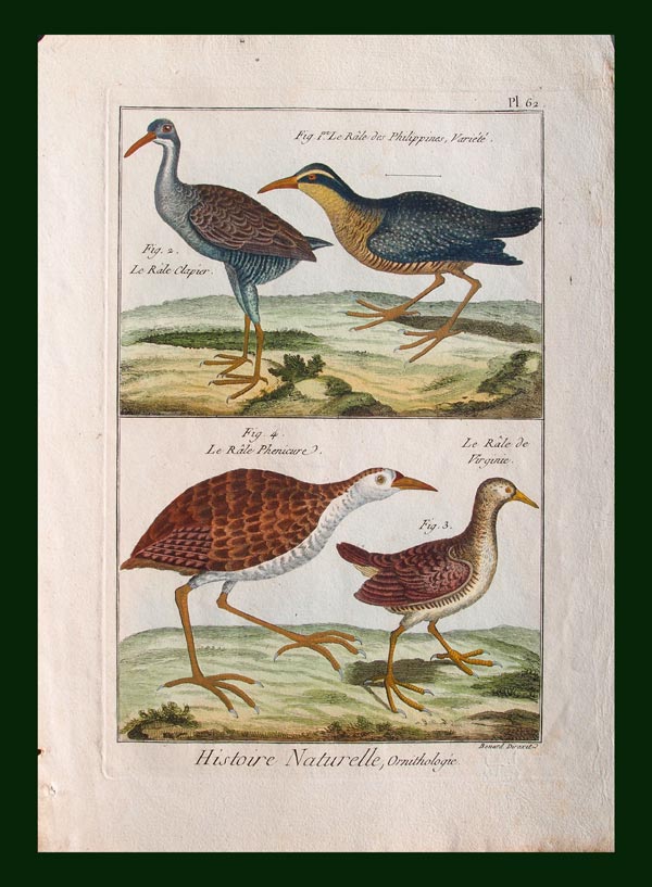 stampa antica uccelli rallidi