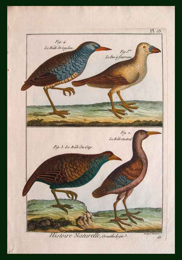 stampa antica rallidi bonnaterre