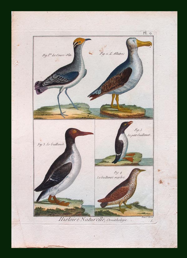 stampa antica uccelli albatro