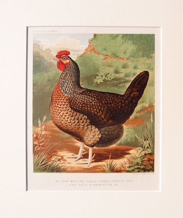 stampa antica gallina cassell