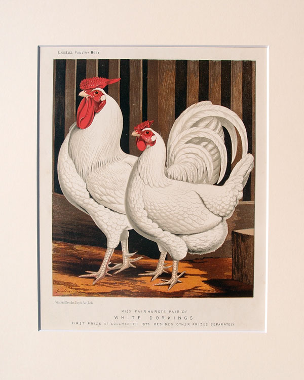 stampa antica galline bianche