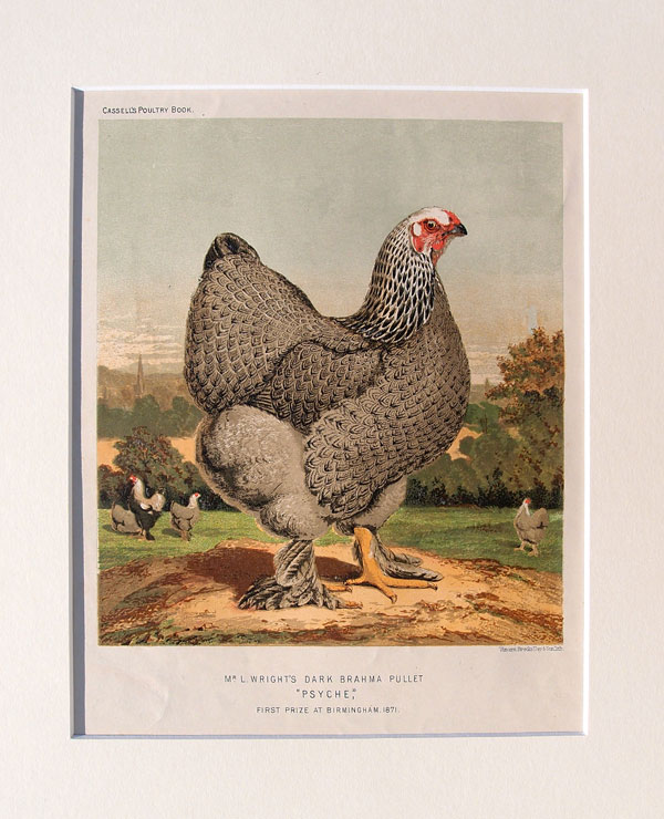 stampa antica gallo brahma cassell