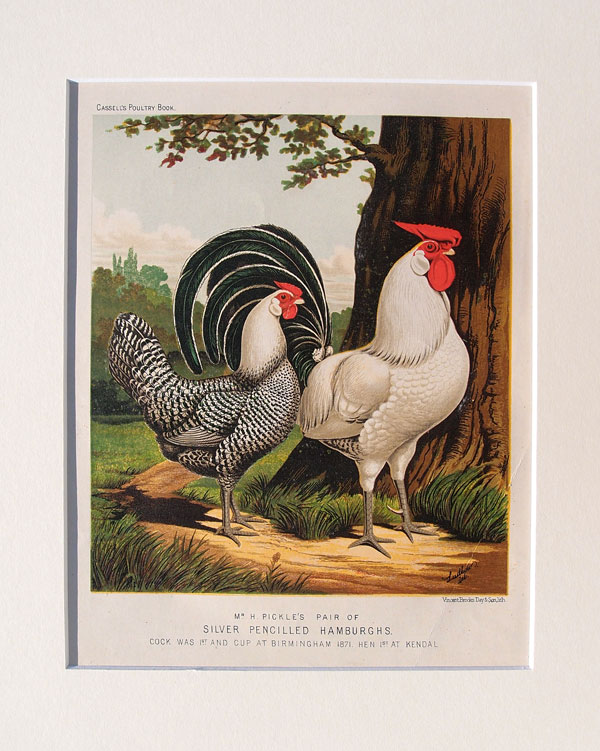 stampa antica gallina amburghese