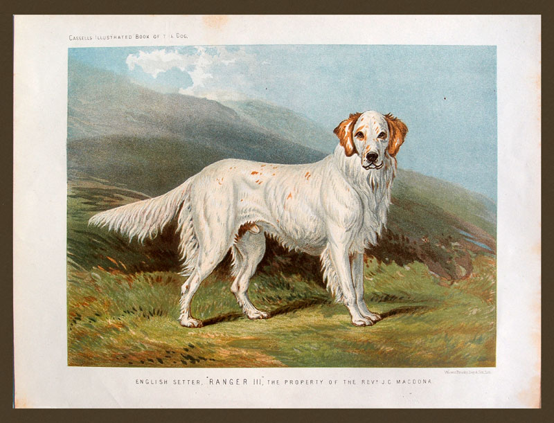 stampa antica cane setter