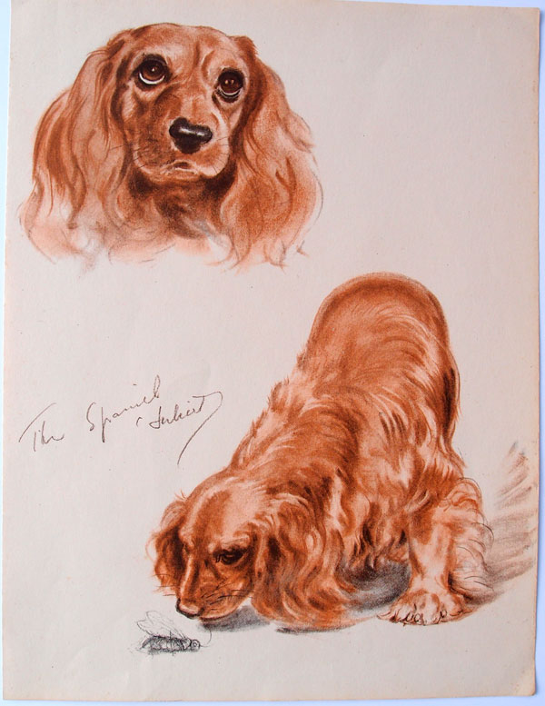 stampa antica cane spaniel